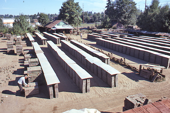 View of drying yard at the Hidden brickyard. 
